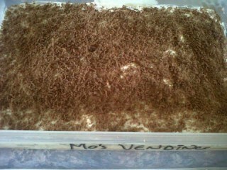 Peppermint Crisp Tart