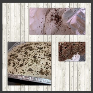 Peppermint Crisp Dessert