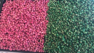 Sugar Peanuts