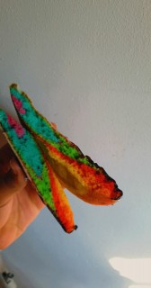 Rainbow Black And White Cookie