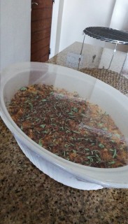 Peppermint Crisp Tart
